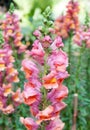 Colorful snapdragon flower