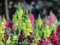 Colorful snapdragon flowers Antirrhinum majus L. planted in the park Royalty Free Stock Photo