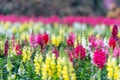 Colorful snapdragon flowers in beautiful flower field