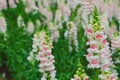 Colorful snapdragon flowers in garden