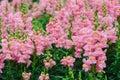 Colorful snapdragon flowers in garden