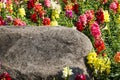 Colorful snapdragon flowers