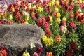 Colorful snapdragon flowers