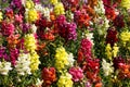 Colorful snapdragon flowers