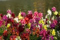 Colorful snapdragon flowers