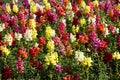 Colorful snapdragon flowers