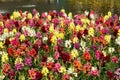 Colorful snapdragon flowers