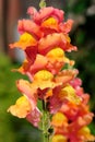 Colorful snapdragons