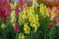 Colorful Snapdragons Antirrhinum majus