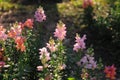 Colorful Snapdragons in autumn