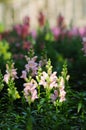 Colorful Snapdragons in autumn