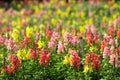 Colorful Snapdragons in autumn