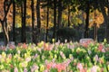 Colorful Snapdragons in autumn