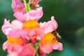 Colorful Snapdragons and bees in autumn