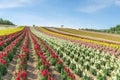 Colorful snapdragons flower field in summer at biei hokkaido