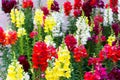 Colorful Snapdragons Flowers