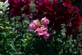 Colorful Snapdragons in the garden close up