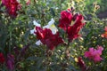 Colorful Snapdragons in the garden close up