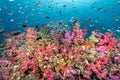 Colorful soft coral reef and school of fish at Richelieu Rock, Thailand Royalty Free Stock Photo