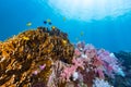 Colorful soft coral under the sea Royalty Free Stock Photo