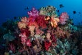 Colorful Soft Corals and Fish Royalty Free Stock Photo