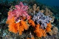 Colorful Soft Corals in Raja Ampat Royalty Free Stock Photo