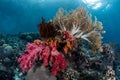 Colorful Soft Corals in Raja Ampat Royalty Free Stock Photo