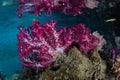 Colorful Soft Corals in Raja Ampat Channel