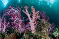 Colorful Soft Corals in Raja Ampat Royalty Free Stock Photo