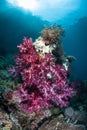 Colorful Soft Corals on Reef in Raja Ampat Royalty Free Stock Photo