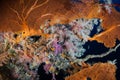 Colorful Soft Corals and Sea Fan in Palau Royalty Free Stock Photo