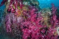 Colorful Soft Corals and Small Reef Fish Royalty Free Stock Photo