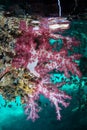 Colorful Soft Corals Under Floating Dock in Indonesia Royalty Free Stock Photo