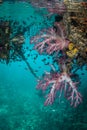 Colorful Soft Corals Under Floating Dock in Raja Ampat Royalty Free Stock Photo