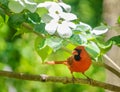 Colorful songbird with dogwood flowers Royalty Free Stock Photo