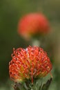 Colorful South African shrub with pincushion-like flowers