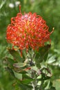 Colorful South African shrub with pincushion-like flowers
