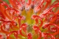 Colorful South African shrub with pincushion-like flowers