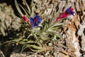 Colorful South American air carnation Tillandsia Aeranthos hanging from the bark of tree in a Pampa forest of Argentina.