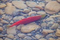 Colorful spawning Sockeye Salmon swimming in a river