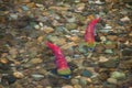 Colorful spawning Sockeye Salmon swimming in a river Royalty Free Stock Photo