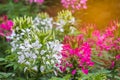 Colorful of Spider flowerCleome hassleriana in the garden with light ray Royalty Free Stock Photo