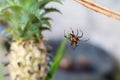 Colorful spider perched on a pineapple leaf.