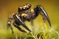 Extreme magnification of colorful little jumping spider Pseudeuophrys lanigera Royalty Free Stock Photo