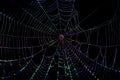 Colorful Spider Web Royalty Free Stock Photo