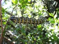 Colorful spiky caterpillar on plant in Swaziland