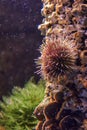 Spiky coral under water