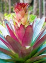 Colorful spiky plant