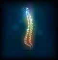 Colorful spine vertebral column