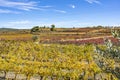 A colorful splendor during late autumn in the vineyards near Valencia, Spain Royalty Free Stock Photo